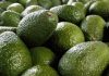 Mosca de la fruta deja 40 mil kilos de paltas perdidos en Monte Patria: SAG estima controles hasta 2027 Mosca de la fruta deja 40 mil kilos de paltas perdidos en Monte Patria: SAG estima controles hasta 2027