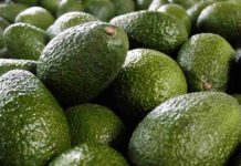 Mosca de la fruta deja 40 mil kilos de paltas perdidos en Monte Patria: SAG estima controles hasta 2027 Mosca de la fruta deja 40 mil kilos de paltas perdidos en Monte Patria: SAG estima controles hasta 2027