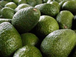 Mosca de la fruta deja 40 mil kilos de paltas perdidos en Monte Patria: SAG estima controles hasta 2027 Mosca de la fruta deja 40 mil kilos de paltas perdidos en Monte Patria: SAG estima controles hasta 2027