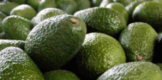Mosca de la fruta deja 40 mil kilos de paltas perdidos en Monte Patria: SAG estima controles hasta 2027 Mosca de la fruta deja 40 mil kilos de paltas perdidos en Monte Patria: SAG estima controles hasta 2027