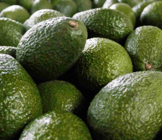 Mosca de la fruta deja 40 mil kilos de paltas perdidos en Monte Patria: SAG estima controles hasta 2027 Mosca de la fruta deja 40 mil kilos de paltas perdidos en Monte Patria: SAG estima controles hasta 2027