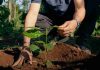 NESCAFÉ obtiene más del 50% de su suministro de café de agricultores que adoptan prácticas de agricultura regenerativa NESCAFÉ obtiene más del 50% de su suministro de café de agricultores que adoptan prácticas de agricultura regenerativa
