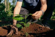 NESCAFÉ obtiene más del 50% de su suministro de café de agricultores que adoptan prácticas de agricultura regenerativa NESCAFÉ obtiene más del 50% de su suministro de café de agricultores que adoptan prácticas de agricultura regenerativa