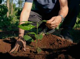 NESCAFÉ obtiene más del 50% de su suministro de café de agricultores que adoptan prácticas de agricultura regenerativa NESCAFÉ obtiene más del 50% de su suministro de café de agricultores que adoptan prácticas de agricultura regenerativa