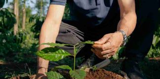NESCAFÉ obtiene más del 50% de su suministro de café de agricultores que adoptan prácticas de agricultura regenerativa