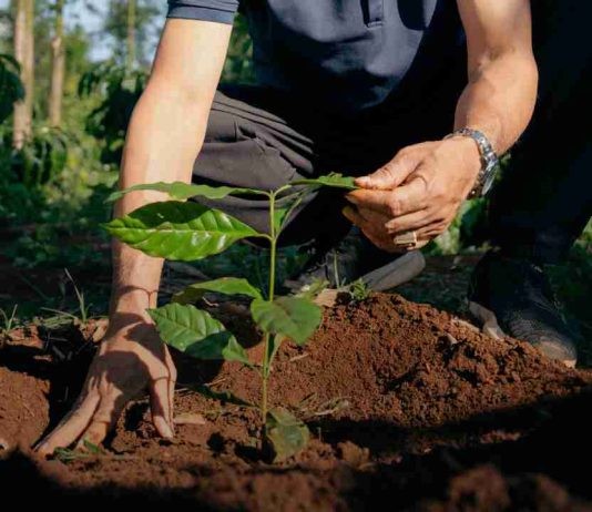 NESCAFÉ obtiene más del 50% de su suministro de café de agricultores que adoptan prácticas de agricultura regenerativa NESCAFÉ obtiene más del 50% de su suministro de café de agricultores que adoptan prácticas de agricultura regenerativa