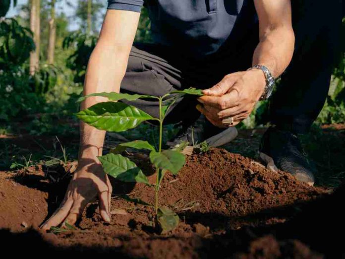 NESCAFÉ obtiene más del 50% de su suministro de café de agricultores que adoptan prácticas de agricultura regenerativa NESCAFÉ obtiene más del 50% de su suministro de café de agricultores que adoptan prácticas de agricultura regenerativa