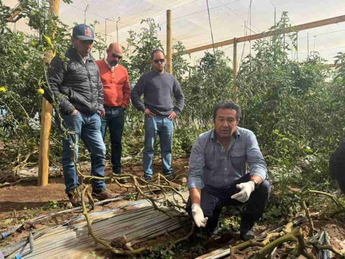 Programa de Corfo dotará de transferencia en riego tecnificado y análisis de datos a productores agrícolas de Ovalle Programa de Corfo dotará de transferencia en riego tecnificado y análisis de datos a productores agrícolas de Ovalle