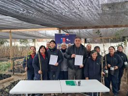 Programa de Emergencia de Empleo de CONAF entregó 2.800 árboles nativos y ornamentales a siete comunas de la región de O’Higgins