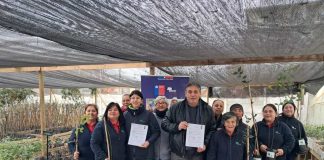 Programa de Emergencia de Empleo de CONAF entregó 2.800 árboles nativos y ornamentales a siete comunas de la región de O’Higgins Programa de Emergencia de Empleo de CONAF entregó 2.800 árboles nativos y ornamentales a siete comunas de la región de O’Higgins