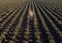 Proyecto de 630 hectáreas reafirma “boom” del avellano europeo en Ñuble Proyecto de 630 hectáreas reafirma “boom” del avellano europeo en Ñuble