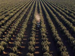 Proyecto de 630 hectáreas reafirma “boom” del avellano europeo en Ñuble