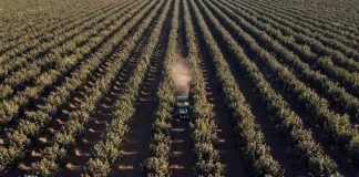 Proyecto de 630 hectáreas reafirma “boom” del avellano europeo en Ñuble Proyecto de 630 hectáreas reafirma “boom” del avellano europeo en Ñuble