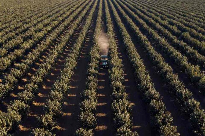 Proyecto de 630 hectáreas reafirma “boom” del avellano europeo en Ñuble