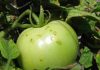 Reportaje | Los científicos buscan frenar la propagación de una grave enfermedad del tomate durante la fumigación Reportaje | Los científicos buscan frenar la propagación de una grave enfermedad del tomate durante la fumigación