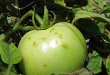 Reportaje | Los científicos buscan frenar la propagación de una grave enfermedad del tomate durante la fumigación Reportaje | Los científicos buscan frenar la propagación de una grave enfermedad del tomate durante la fumigación