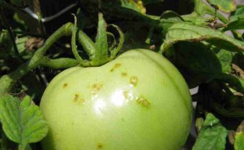 Reportaje | Los científicos buscan frenar la propagación de una grave enfermedad del tomate durante la fumigación