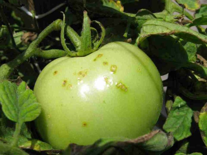 Reportaje Los científicos buscan frenar la propagación de una grave enfermedad del tomate durante la fumigación Reportaje | Los científicos buscan frenar la propagación de una grave enfermedad del tomate durante la fumigación