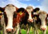 Reportaje | Recepción nacional de leche cruda crece 4,1% a mayo de 2026, confirmando la tendencia expansiva del sector lácteo