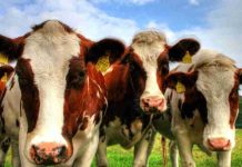 Reportaje | Recepción nacional de leche cruda crece 4,1% a mayo de 2026, confirmando la tendencia expansiva del sector lácteo
