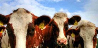 Reportaje | Recepción nacional de leche cruda crece 4,1% a mayo de 2026, confirmando la tendencia expansiva del sector lácteo Reportaje | Recepción nacional de leche cruda crece 4,1% a mayo de 2026, confirmando la tendencia expansiva del sector lácteo