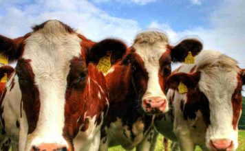 Reportaje | Recepción nacional de leche cruda crece 4,1% a mayo de 2026, confirmando la tendencia expansiva del sector lácteo Reportaje | Recepción nacional de leche cruda crece 4,1% a mayo de 2026, confirmando la tendencia expansiva del sector lácteo