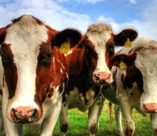 Reportaje | Recepción nacional de leche cruda crece 4,1% a mayo de 2026, confirmando la tendencia expansiva del sector lácteo Reportaje | Recepción nacional de leche cruda crece 4,1% a mayo de 2026, confirmando la tendencia expansiva del sector lácteo