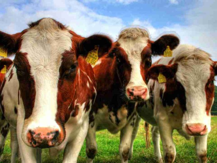 Reportaje | Recepción nacional de leche cruda crece 4,1% a mayo de 2026, confirmando la tendencia expansiva del sector lácteo