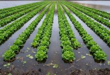 Mientras el río atmosférico golpea el sur de Chile, menos del 2% de la superficie frutícola del país está asegurada ante el clima Mientras el río atmosférico golpea el sur de Chile, menos del 2% de la superficie frutícola del país está asegurada ante el clima