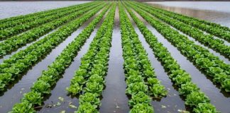 Mientras el río atmosférico golpea el sur de Chile, menos del 2% de la superficie frutícola del país está asegurada ante el clima Mientras el río atmosférico golpea el sur de Chile, menos del 2% de la superficie frutícola del país está asegurada ante el clima