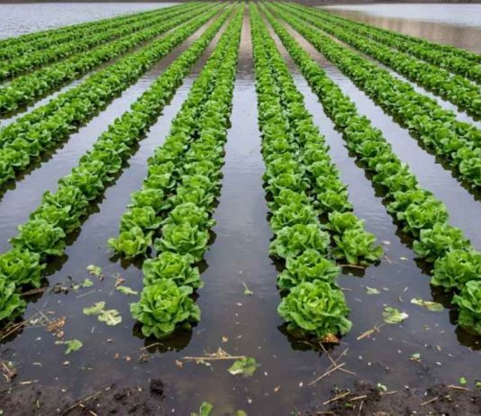 Mientras el río atmosférico golpea el sur de Chile, menos del 2% de la superficie frutícola del país está asegurada ante el clima Mientras el río atmosférico golpea el sur de Chile, menos del 2% de la superficie frutícola del país está asegurada ante el clima