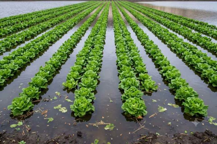 Mientras el río atmosférico golpea el sur de Chile, menos del 2% de la superficie frutícola del país está asegurada ante el clima Mientras el río atmosférico golpea el sur de Chile, menos del 2% de la superficie frutícola del país está asegurada ante el clima