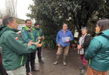 SAG Biobío levanta cuarentenas por influenza aviar en aves de traspatio en Negrete y Los Ángeles
