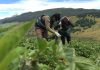 SAG aclara alcances de la consulta pública sobre requisitos para la comercialización de semilla corriente SAG aclara alcances de la consulta pública sobre requisitos para la comercialización de semilla corriente