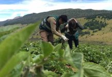 SAG aclara alcances de la consulta pública sobre requisitos para la comercialización de semilla corriente SAG aclara alcances de la consulta pública sobre requisitos para la comercialización de semilla corriente