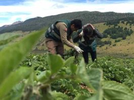 SAG aclara alcances de la consulta pública sobre requisitos para la comercialización de semilla corriente SAG aclara alcances de la consulta pública sobre requisitos para la comercialización de semilla corriente