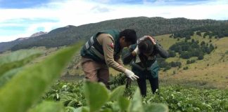 SAG aclara alcances de la consulta pública sobre requisitos para la comercialización de semilla corriente SAG aclara alcances de la consulta pública sobre requisitos para la comercialización de semilla corriente