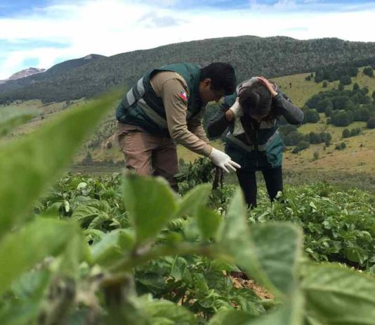 SAG aclara alcances de la consulta pública sobre requisitos para la comercialización de semilla corriente SAG aclara alcances de la consulta pública sobre requisitos para la comercialización de semilla corriente