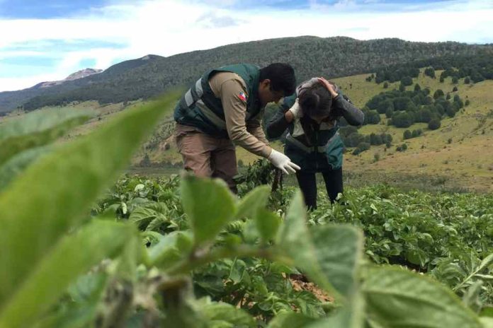 SAG aclara alcances de la consulta pública sobre requisitos para la comercialización de semilla corriente SAG aclara alcances de la consulta pública sobre requisitos para la comercialización de semilla corriente