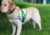SAG exigirá identificación individual de perros y gatos para ingresar a Chile SAG exigirá identificación individual de perros y gatos para ingresar a Chile