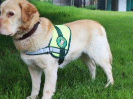 SAG exigirá identificación individual de perros y gatos para ingresar a Chile SAG exigirá identificación individual de perros y gatos para ingresar a Chile
