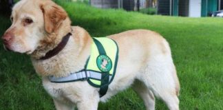 SAG exigirá identificación individual de perros y gatos para ingresar a Chile