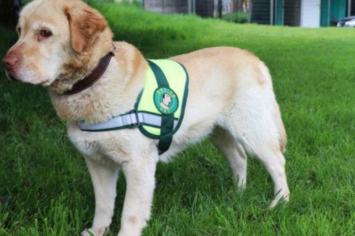 SAG exigirá identificación individual de perros y gatos para ingresar a Chile SAG exigirá identificación individual de perros y gatos para ingresar a Chile