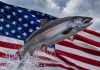 Salmones chilenos quedan bajo arancel de EE.UU. y desatan choque entre gremios y ONG Salmones chilenos quedan bajo arancel de EE.UU. y desatan choque entre gremios y ONG