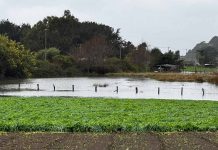 Servicios del agro monitorean sistema frontal en Ñuble con reportes menores de daños agrícolas Servicios del agro monitorean sistema frontal en Ñuble con reportes menores de daños agrícolas