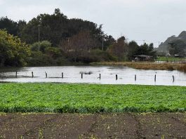 Servicios del agro monitorean sistema frontal en Ñuble con reportes menores de daños agrícolas Servicios del agro monitorean sistema frontal en Ñuble con reportes menores de daños agrícolas