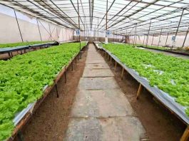 Subsecretario de Agricultura releva la resiliencia y tenacidad de la agricultura en el desierto en su vivita a Región de Antofagasta Subsecretario de Agricultura releva la resiliencia y tenacidad de la agricultura en el desierto en su vivita a Región de Antofagasta