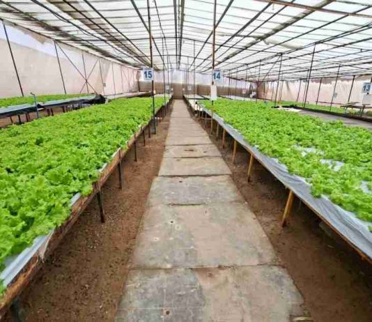 Subsecretario de Agricultura releva la resiliencia y tenacidad de la agricultura en el desierto en su vivita a Región de Antofagasta Subsecretario de Agricultura releva la resiliencia y tenacidad de la agricultura en el desierto en su vivita a Región de Antofagasta
