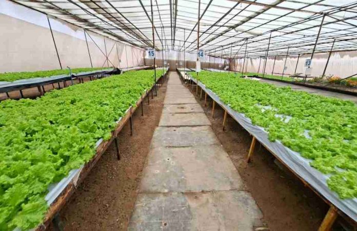 Subsecretario de Agricultura releva la resiliencia y tenacidad de la agricultura en el desierto en su vivita a Región de Antofagasta Subsecretario de Agricultura releva la resiliencia y tenacidad de la agricultura en el desierto en su vivita a Región de Antofagasta
