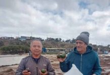 Temporal arrastra cerca de 150 kilos de paltas hasta la playa de Pichidangui Temporal arrastra cerca de 150 kilos de paltas hasta la playa de Pichidangui